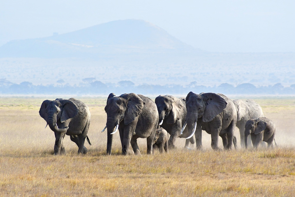 Amboseli Nat. Reserve